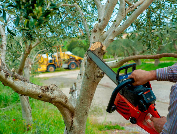 The Steps Involved in Our Tree Care Process in Gibsonton, FL